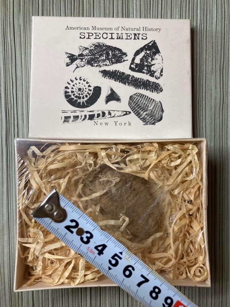 ☆貴重－アンモナイト縫合線オパール化石標本B86U3 124U76C